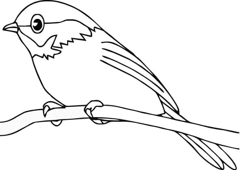 Seru! Download Gambar Mewarnai Burung untuk Anak-Anak