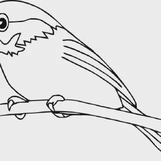 Seru! Download Gambar Mewarnai Burung untuk Anak-Anak