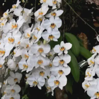 10 Gambar Bunga Anggrek untuk Mewarnai yang Cantik dan Luar Biasa