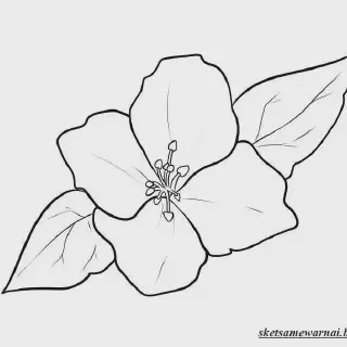10 Ide Gambar Mewarnai Bunga Kertas yang Mudah Dicoba untuk Pemula
