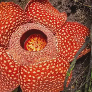 Wah! Mewarnai Bunga Rafflesia Arnoldi Ternyata Mudah dan Seru Lho! Yuk Coba!