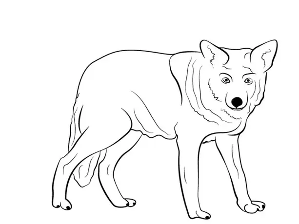 Gambar Mewarnai Hewan Serigala: Cara yang Menyenangkan untuk Belajar Mewarnai dan Memperkenalkan Serigala pada Anak-anak