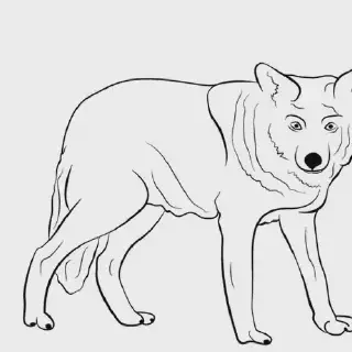 Gambar Mewarnai Hewan Serigala: Cara yang Menyenangkan untuk Belajar Mewarnai dan Memperkenalkan Serigala pada Anak-anak